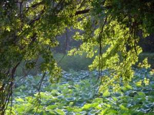 image001-1 Water Lilies