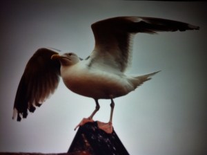 Hans Seagull photo