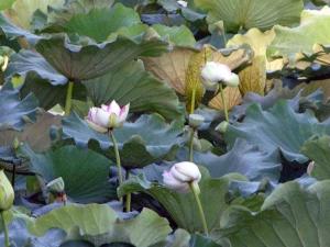water lilies